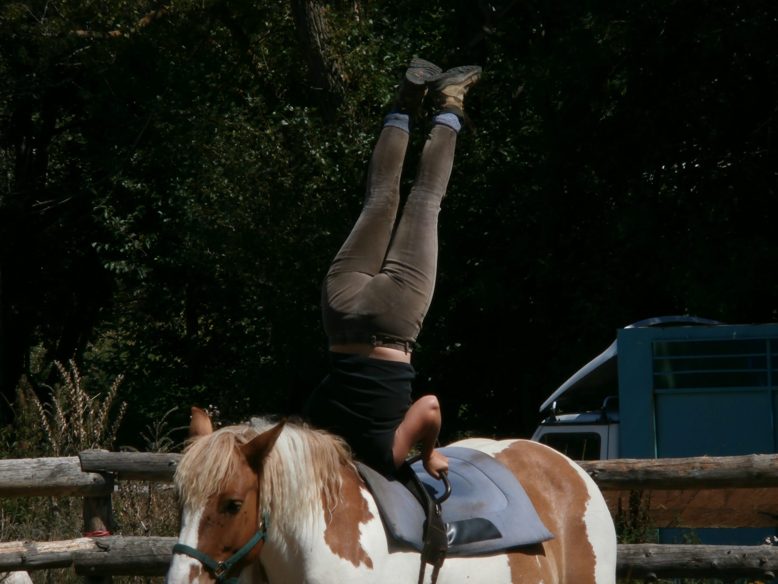 femme voltige equestre cheval